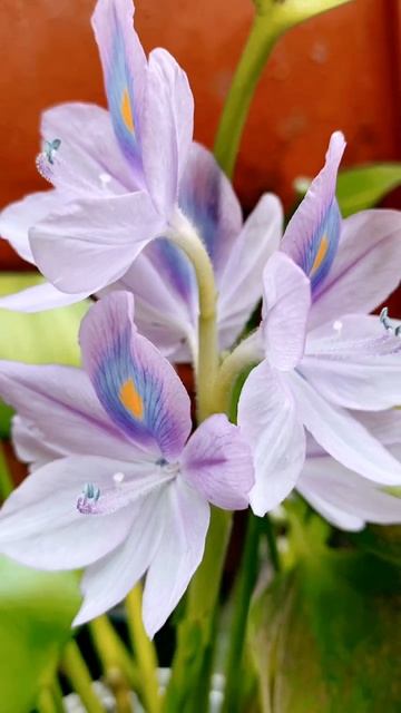 Water hyacinth