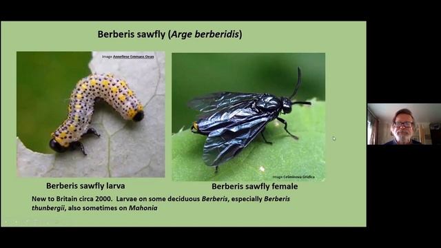 Introduction to UK Sawflies