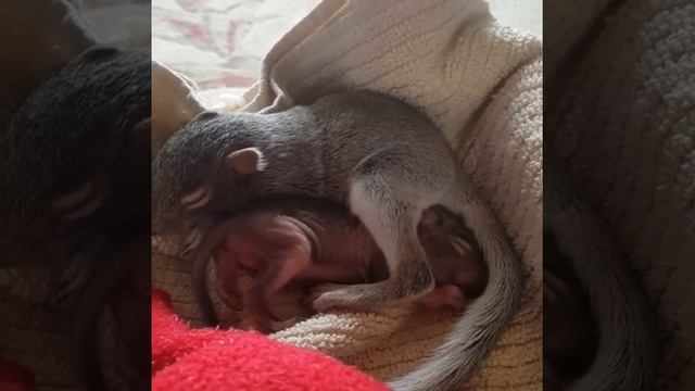 Two Baby Squirrels Sleeping & Cuddling