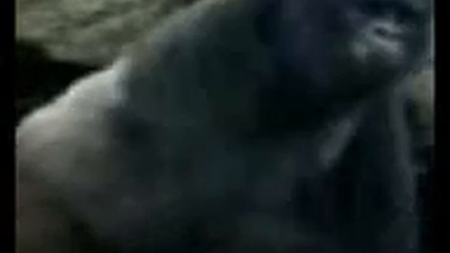 leopard vs gorilla