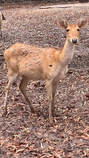 Which Deer is this one ? #nature #india #wildlife #shorts #deer .