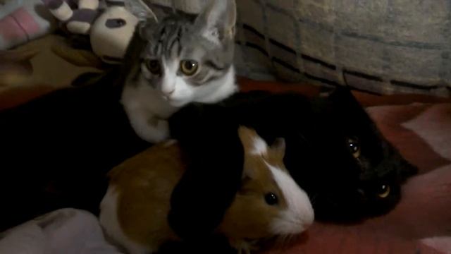 Наши домашние животные Кот,Кошка и Мася морская свинка.