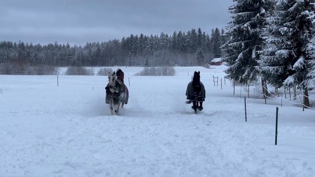Лошади бегут на занятие, Horses run to work
