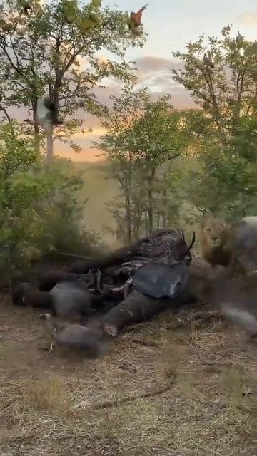 Jackal feeding