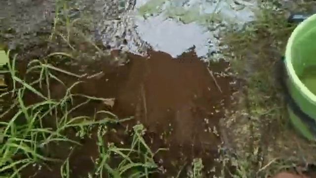 Отпускаем рыб в речку. Домик в деревне