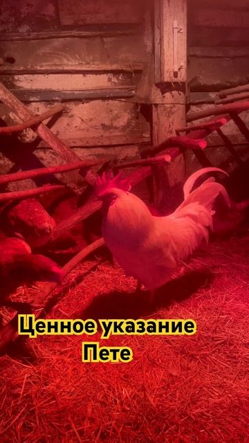 Ценное указание Пете