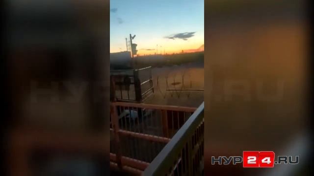 Медведь на месторождении на Ямале