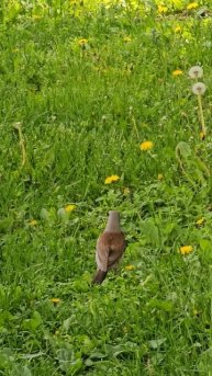 Что едят дрозды. #дроздрябинник #дрозд #птицы #birdslover #thrush #catbird
