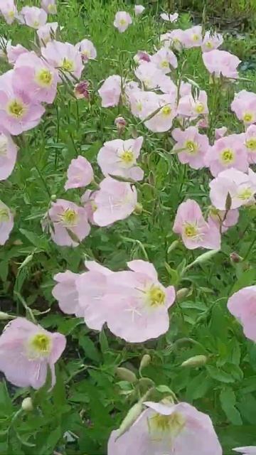 IN GOD with Pink Primrose Poppy flowers in Botkinburg Arkansas "In Natures Great Out Doors"