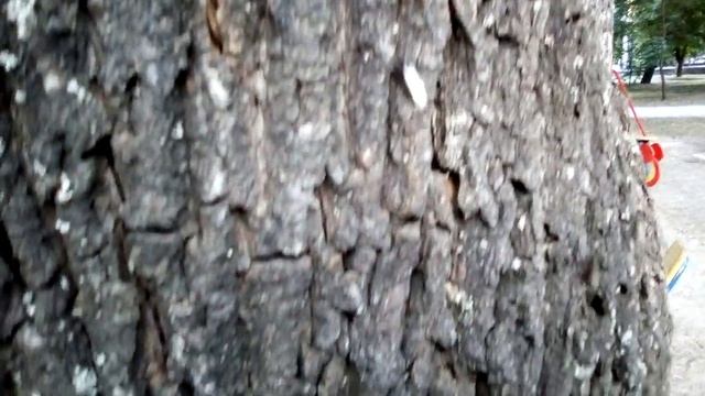 Лет муравьев в Донецке VID 20190701 194242