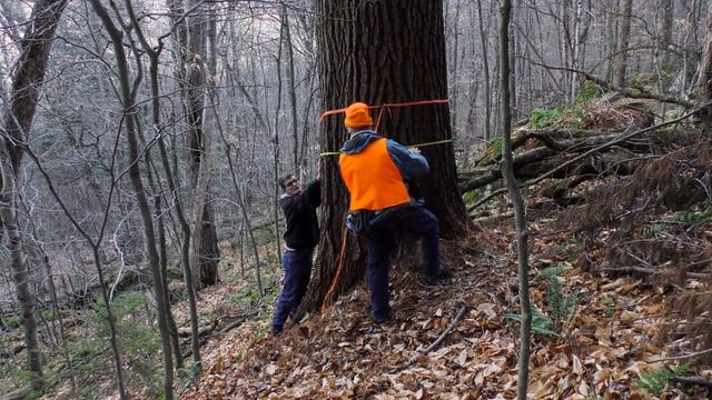 The Thoreau Pine of New England
