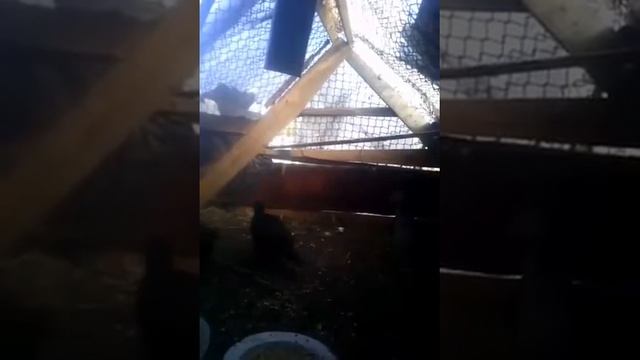 Фазан почав токувати.Викликає на поєдинок молодого/pheasant/fazan