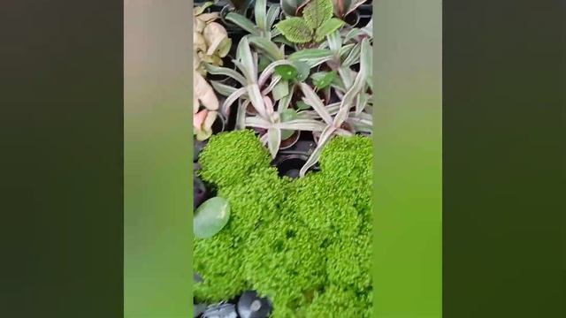 Je me fais plaisir à Truffaut plan de campagne...🤪🌞🙃🌱