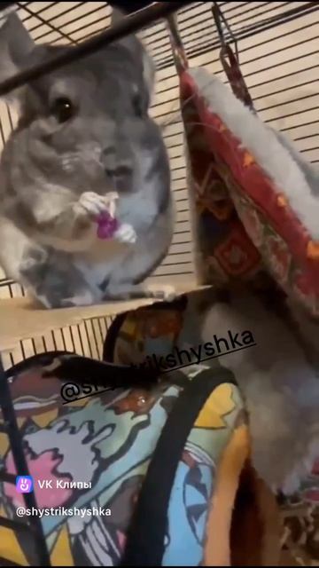 ЖОЗЕФИНА ШИНШИЛЛА | ШИНШИЛЛА ДОМА ОТЗЫВ