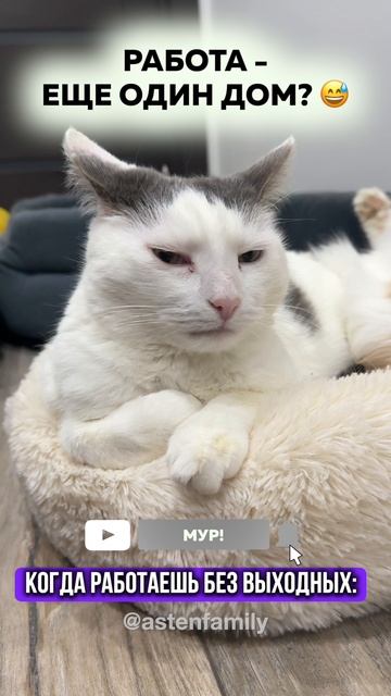 Работа дом #кототерапия#кошечки#приколыкоты#котыприколы#astenfamily#котик