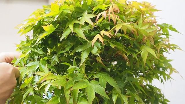 盆栽初心者向け　清姫の葉すかし