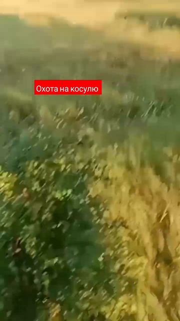 охота на косулю с манком