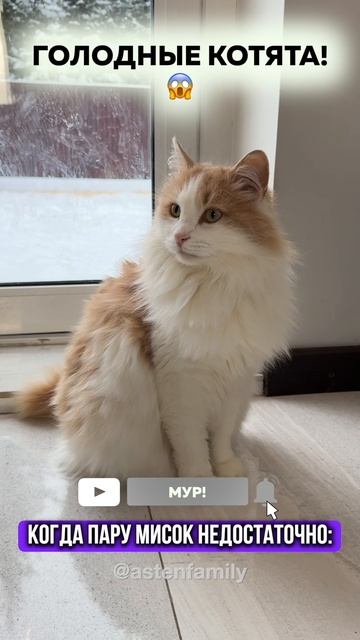 Голодные#кототерапия#кошечки#приколыкоты#котыприколы#astenfamily#котик