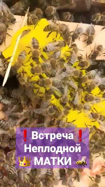 ❗Пчёлы встречают неплодную матку👑🐝 #пчеловодство #пасека #пчелы #матководство #мёд