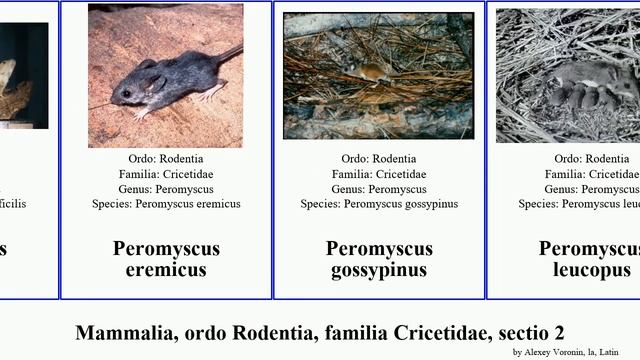 Mammalia, ordo Rodentia, familia Cricetidae, sectio 2 peromyscus neotoma sigmodon myodes mexicana