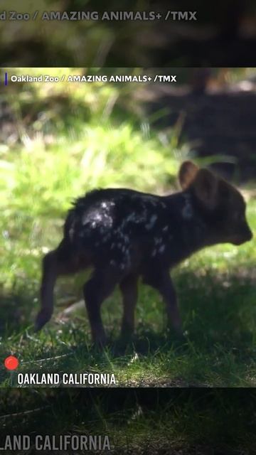 Smallest deer born at Oakland Zoo