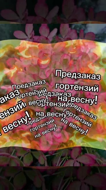 Саженцы гортензий на весну!
