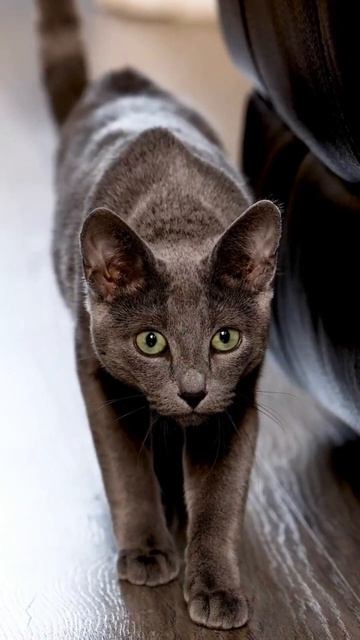 Кот подкрался незаметно