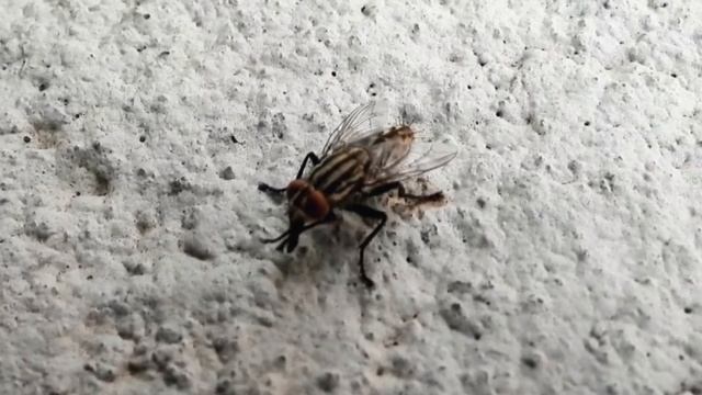 Flesh fly