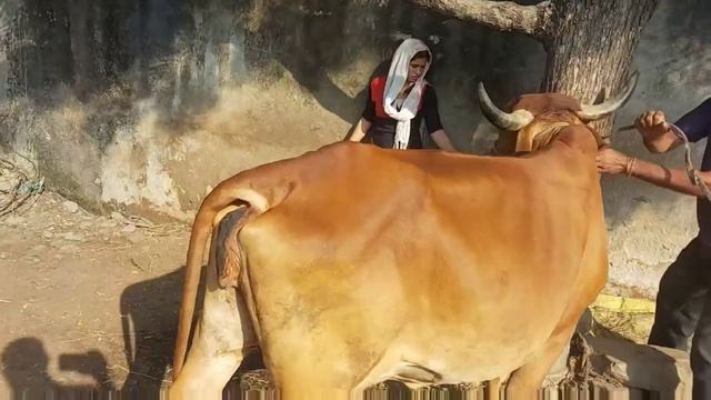 cow Treatment