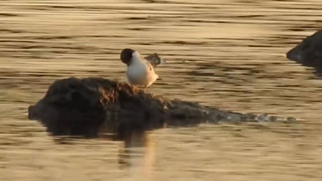 Little Tern, Fraticello (Sternula albifrons) juvenile