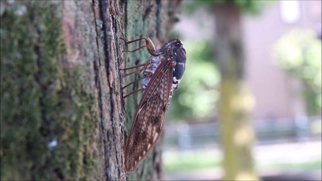 Цикады Graptopsaltria nigrofuscata / Large Brown Cicada / アブラゼミ