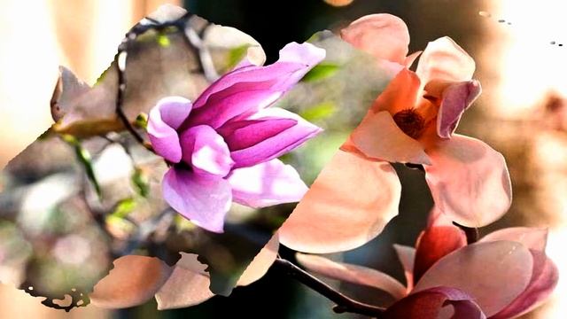 The Beauty Of Magnolia Flowers (HD1080p)