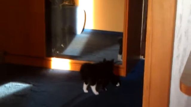 котёнок перед зеркалом