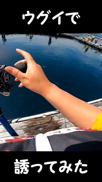 釣りガールがウグイで青物を誘ってみた【衝撃映像】 #shorts #海上釣堀 #海上釣り堀　#釣堀紀州　#釣り