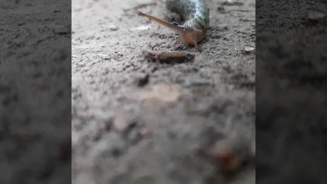 Хто боїться слимака чи слизняка? Слимак велетень# monster# слизняк монстр# Limax maximus#