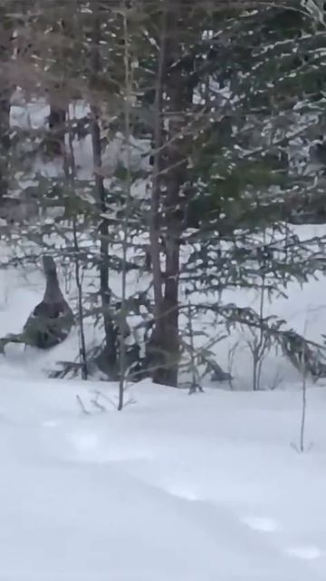 Очень крупный глухарь по определению автора видео. #якутия #shots #russia #хочуврек #охота #снег