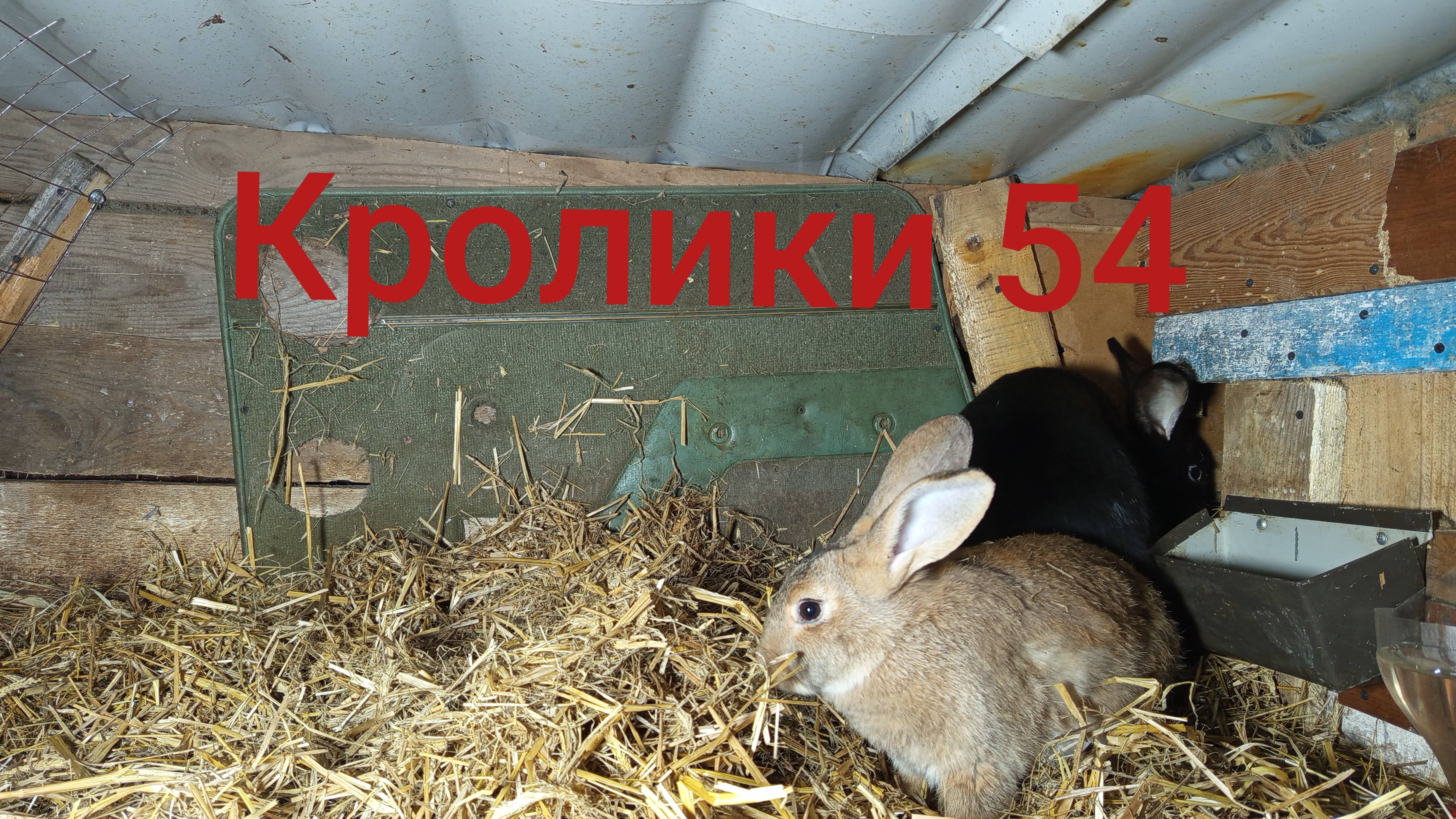 Кролики 54 ...