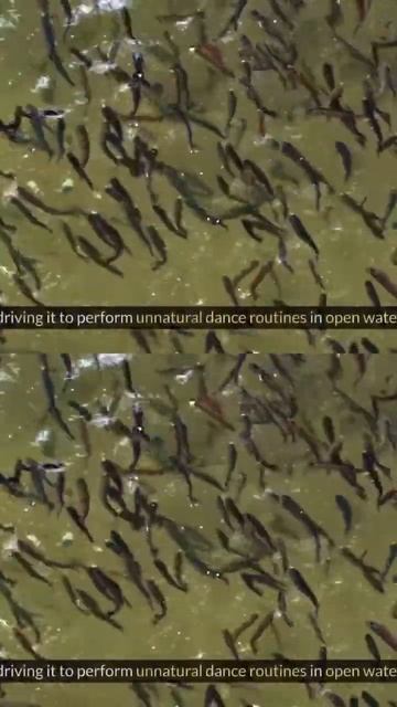 This Parasite Takes Over FISH! You Won't Believe What Happens Next!