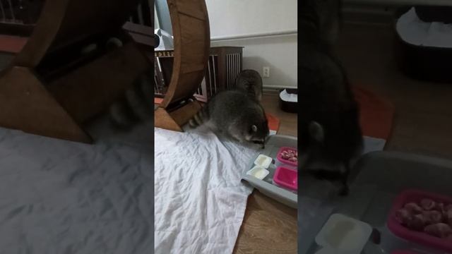 #ямыилюша #raccoon #помощьбездомнымживотным #анапа #reels #море