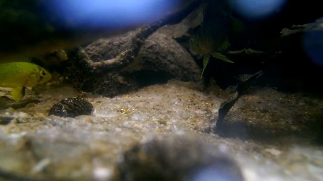 Apistogramma Borelli pair with fry