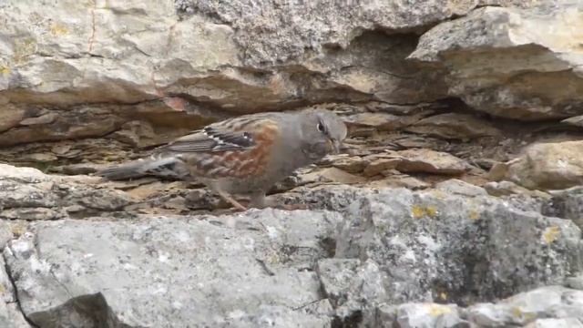 Accenteur alpin (Prunella collaris) Alpine Accentor, Puycelsi (81) partie 2