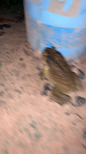 Funny toad frog #virallife #rainfrog #animal #wildlife #viral #life #dailyvlog #shortsfeed #shorts