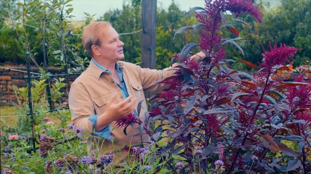 Feast for the Eyes: Amaranth