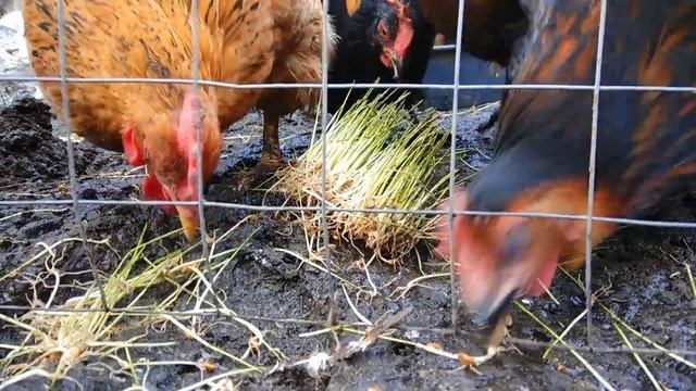 Корм курам в декабре пророщенная пшеница