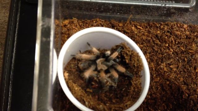 Rehousing Brachypelma emilia (Mexican Redleg).MOV