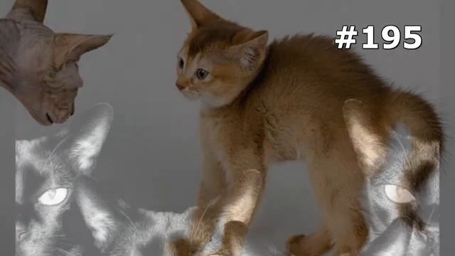 #195. Самые улетные кошки