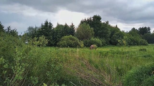 Кавер-версия на песню гр. Бутырка "Чечёточка". Лошадь в одежде в полях Подмосковья.