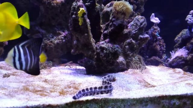 Snake