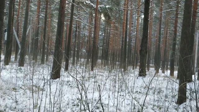 Ищу лыжню. Сосновый бор, улица Чкалова.