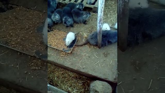 неудачный окот у самки